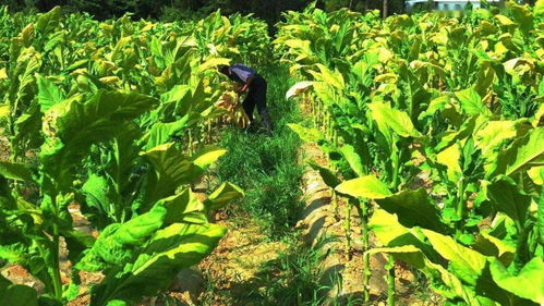 南雄人家的孩子，要活成一棵黃煙