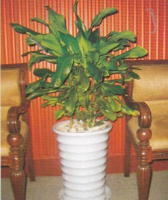 成都美匯園藝 專業(yè)室內(nèi)植物租擺與全方位園林綠化服務(wù)