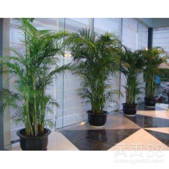 從化區(qū)辦公室植物租賃 讓綠色裝點(diǎn)您的工作空間