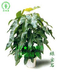 上海常青藤植物租賃服務(wù) 為浦西與浦東注入綠色生機(jī)