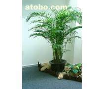 綠化植物租擺產(chǎn)品庫(kù)與養(yǎng)護(hù)服務(wù) 打造綠色生態(tài)辦公與生活空間